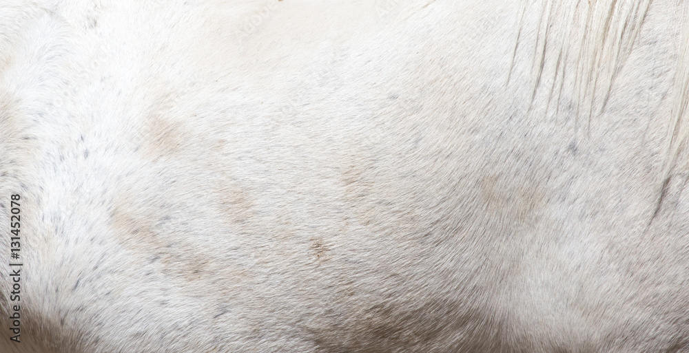 skin white horse as a background skin white horse as a background