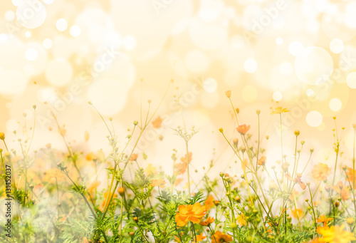 Fototapeta Naklejka Na Ścianę i Meble -  Flowers on Blurred Background