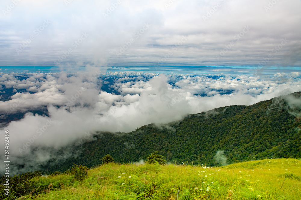 field of spring grass and mountain. mountain summer landscape. trees near meadow and forest on hillside field of spring grass and mountain. mountain summer landscape. trees near meadow and forest on hillside