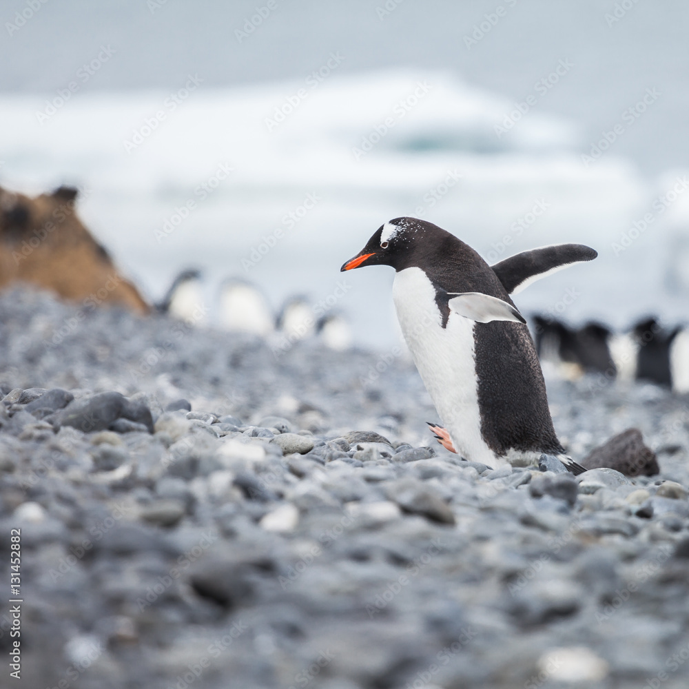 Fototapeta premium Penguin walk on the islands