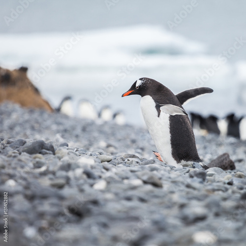 Penguin walk on the islands