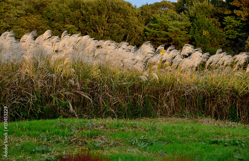 Susuki grasses photo