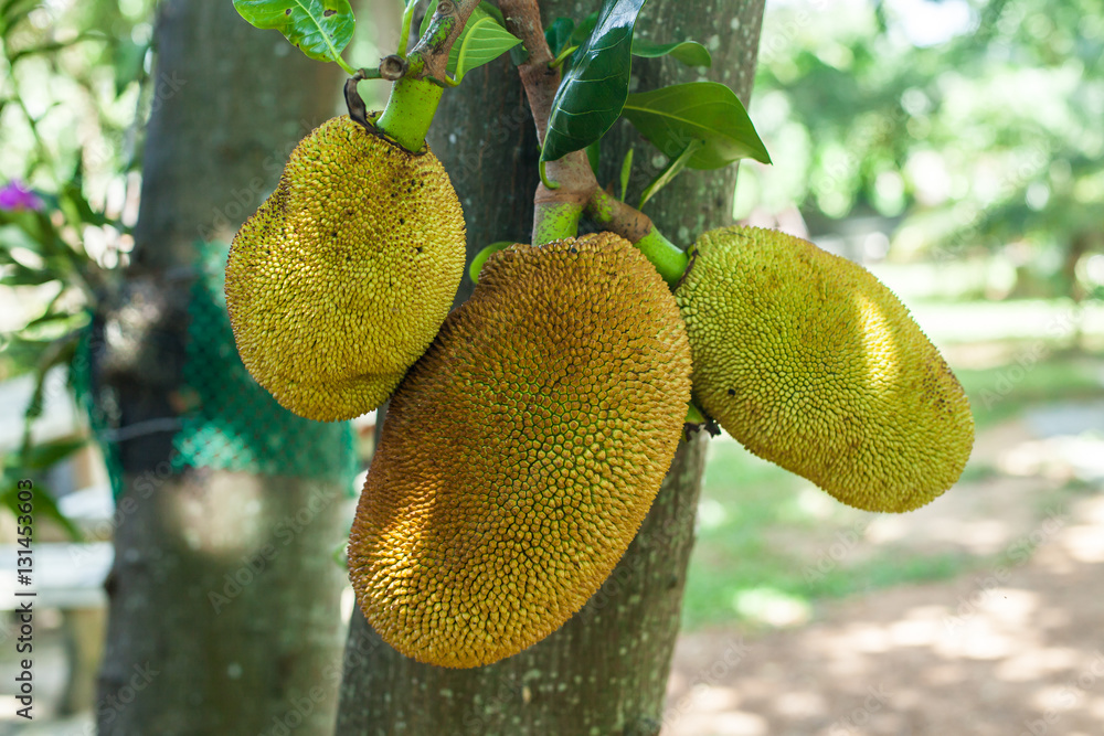 Jackfruit Tree and three jackfruits Jackfruit Tree and three jackfruits