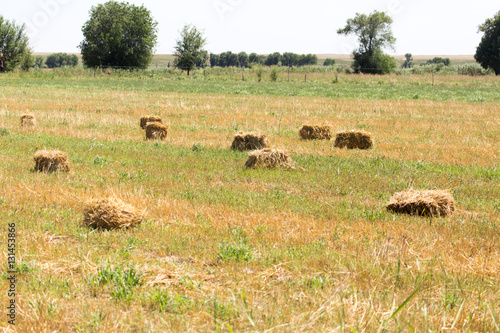 bundle of hay on the field © schankz