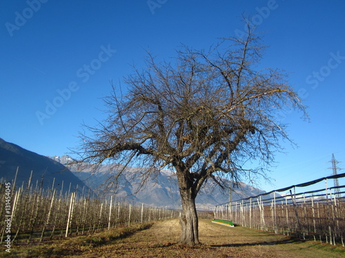 Baum