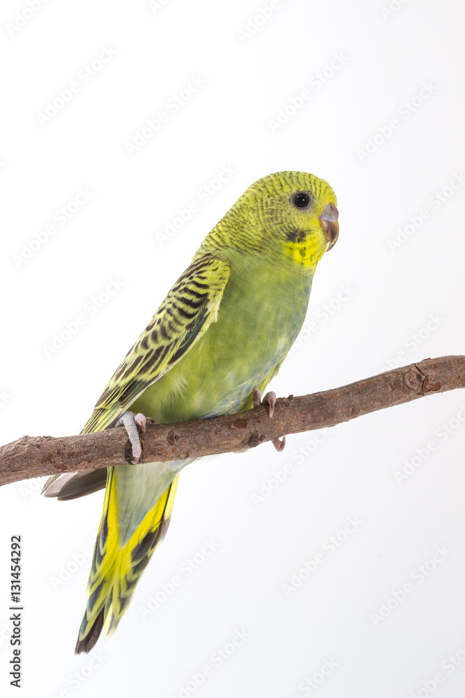 Naklejka premium Budgarigar, Budgie Bird