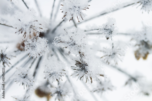 prickly grass covered with white fluffy snow © nataba