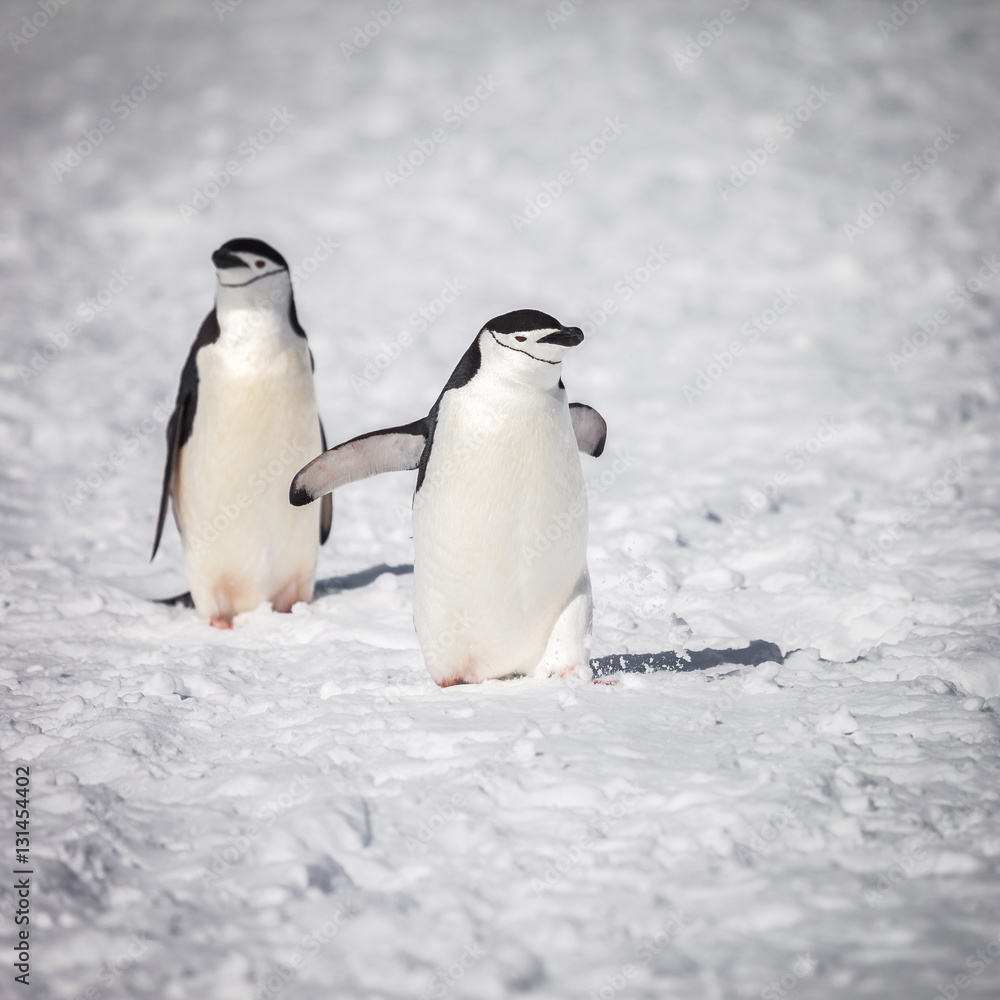 Obraz premium penguin walking on snow