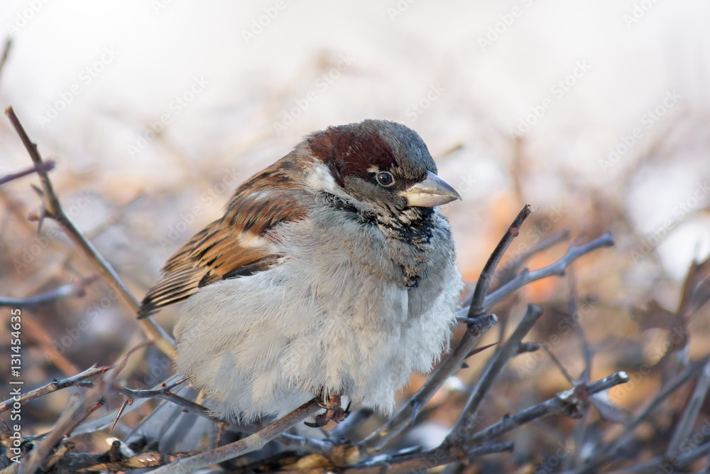 young sparrow on branch young sparrow on branch