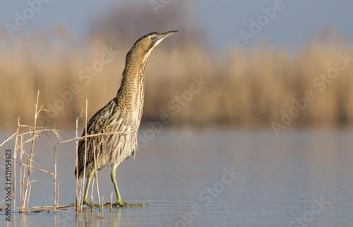 Photos Bittern