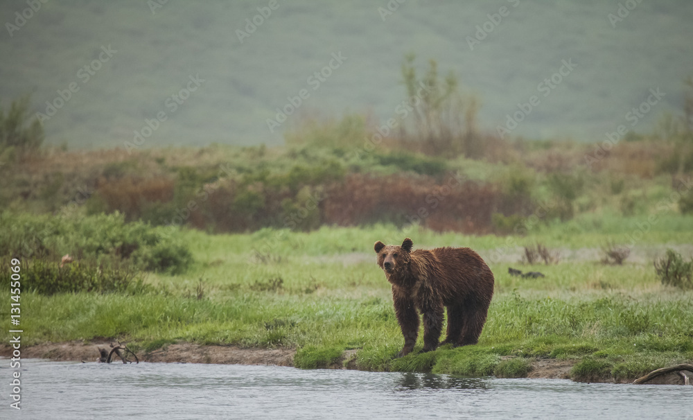 Brown bear in wildlife. Brown bear in wildlife.