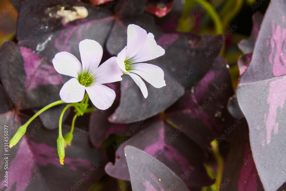 Flower of Purple Shamrock, Oxalis Triangularis.