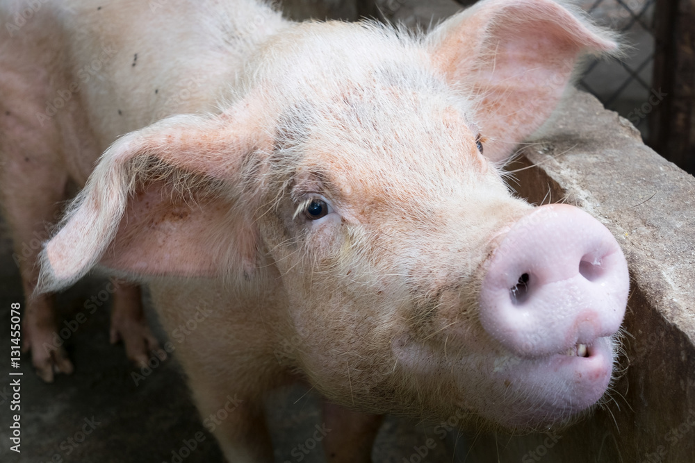 Young pink pig at rural pigsty, cute swine portrait Young pink pig at rural pigsty, cute swine portrait