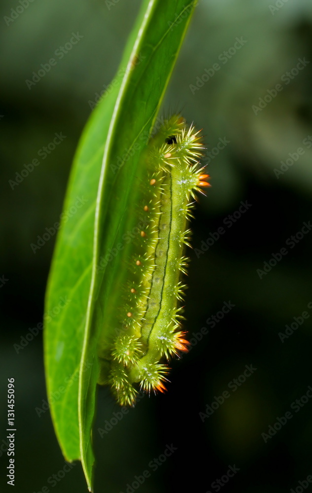Poisonous Caterpillars, Order Lepidoptera Poisonous Caterpillars, Order Lepidoptera
