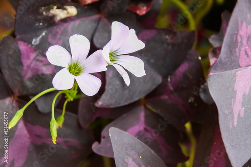 Obraz na płótnie Flower of Purple Shamrock, Oxalis Triangularis. w salonie