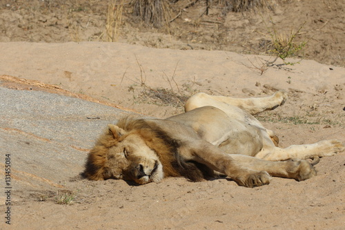 Canvas Print Lion lying supine