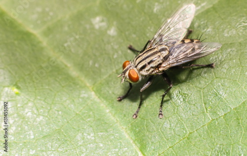 Obraz na płótnie Fly on green leaf. w salonie