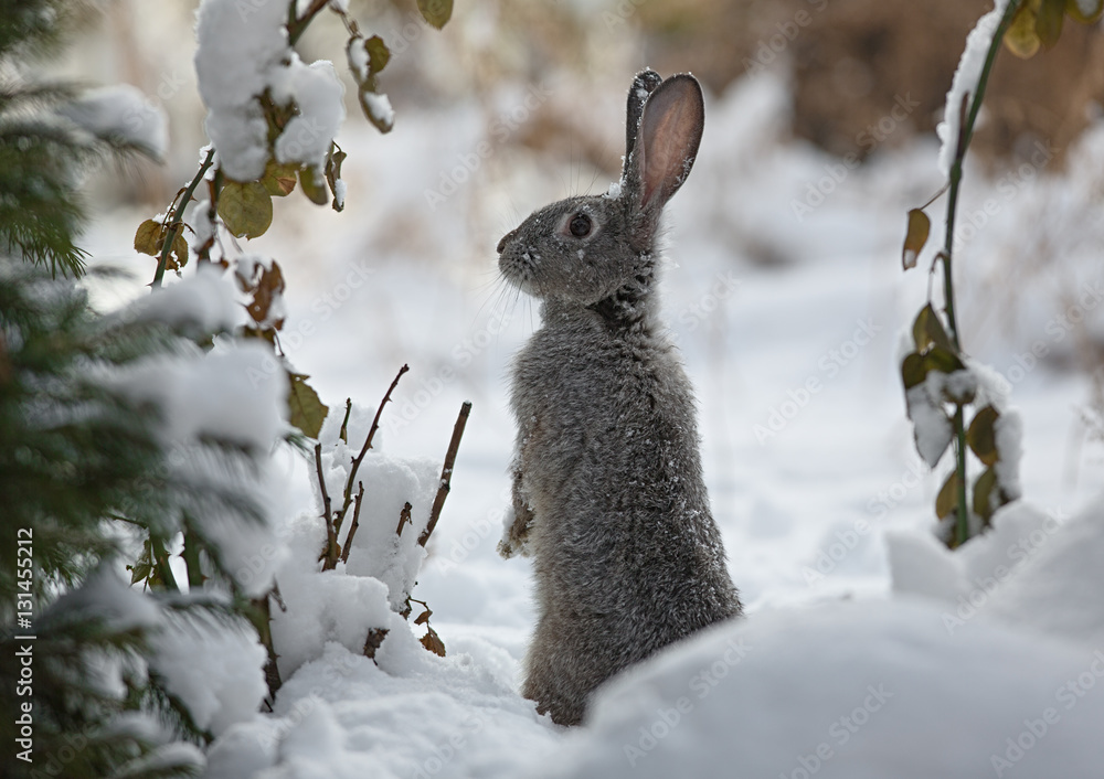 Fototapeta premium snow rabbit, hare winter