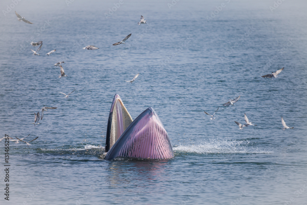 Naklejka premium Bryde's whale