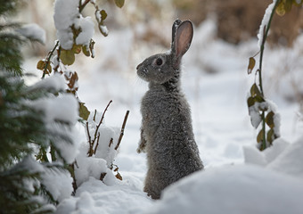 snow rabbit, hare winter