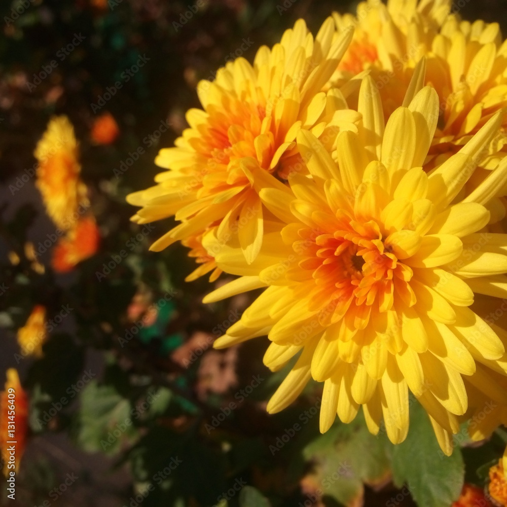 yellow aster yellow aster