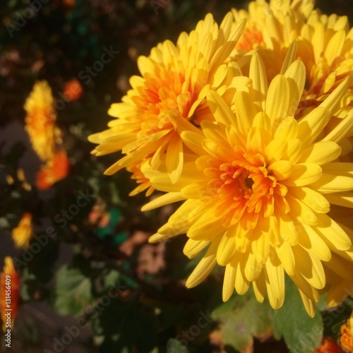 yellow aster
