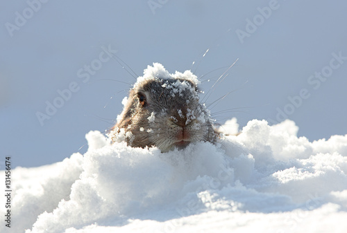 marmot in snow photo