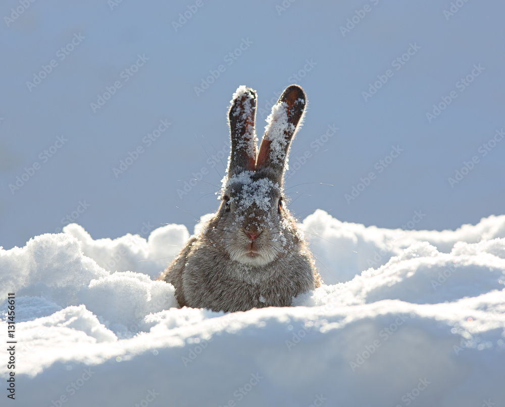 Fototapeta premium bunny ears in snow