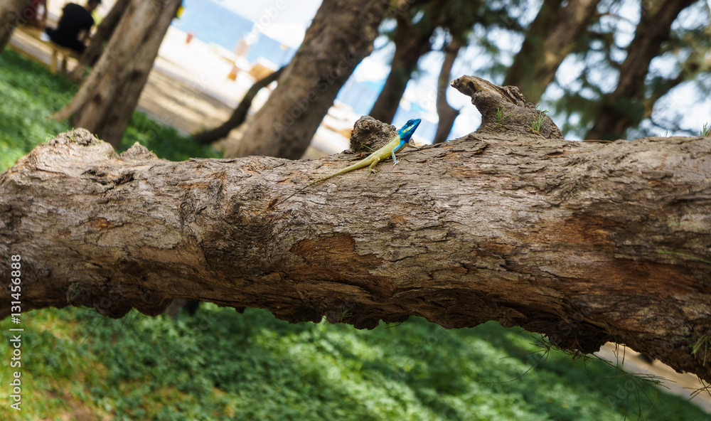 Naklejka premium Blue-crested lizard on a tree looking away