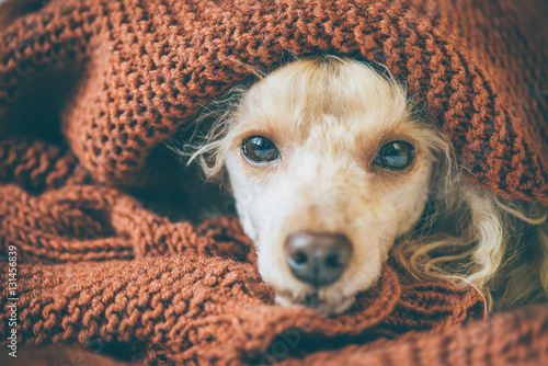 Fototapeta Naklejka Na Ścianę i Meble -  Poodle dog is lying and slepping under the blanket in bed, having a siesta.