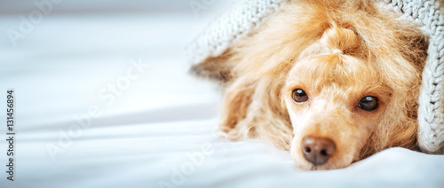 Fototapeta Naklejka Na Ścianę i Meble -  Poodle dog is lying and slepping under the blanket in bed, having a siesta.