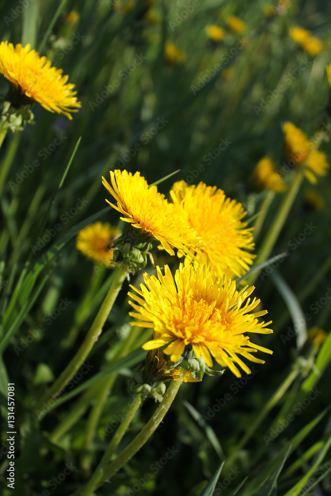 Summer green field with yellow flowers Summer green field with yellow flowers