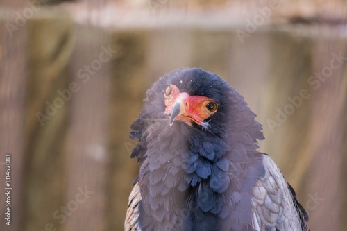 Bateleur (Terathopius ecaudatus)