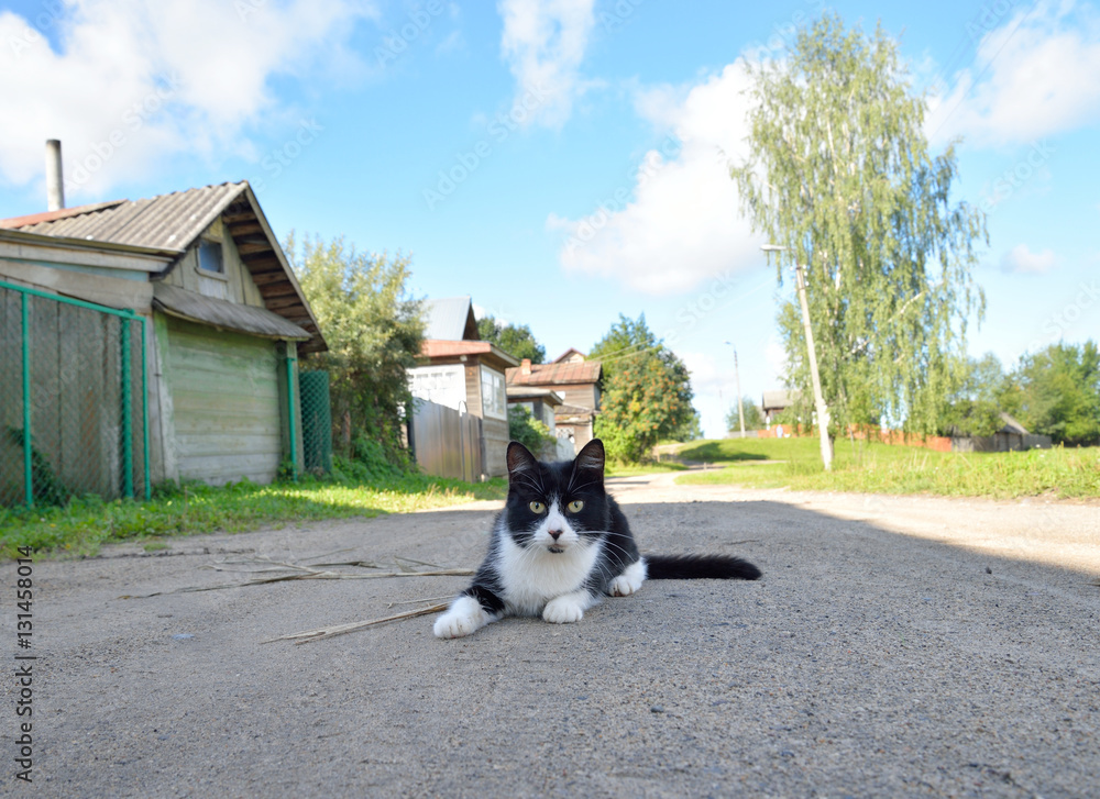 Country cat lying on the road.