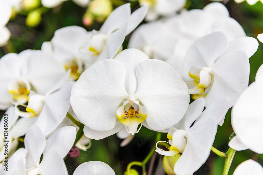 White orchid flowers on the tree White orchid flowers on the tree