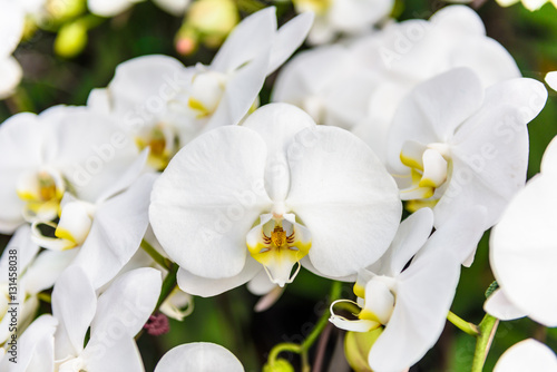 Fototapeta Naklejka Na Ścianę i Meble -  White orchid flowers on the tree