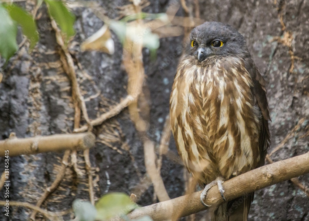Brown Hawk-owl (Ninox scutulata) Brown Hawk-owl (Ninox scutulata)