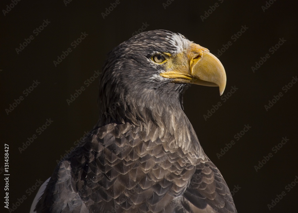 Steller's sea eagle (Haliaeetus pelagicus) Steller's sea eagle (Haliaeetus pelagicus)