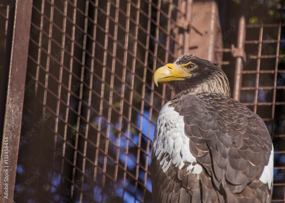 Obraz premium Steller's sea eagle (Haliaeetus pelagicus)