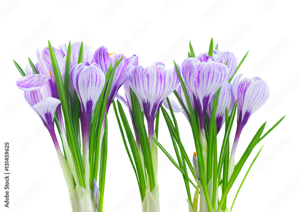 Naklejka premium Violet crocus flowers isolated on white background