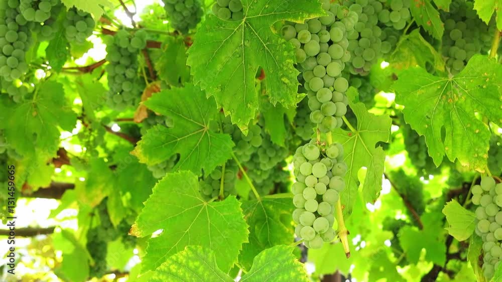 A bunch of grapes hanging thickly on the vine. Bunches of white grapes on a branch in the sunlight. A bunch of grapes hanging thickly on the vine. Bunches of white grapes on a branch in the sunlight.