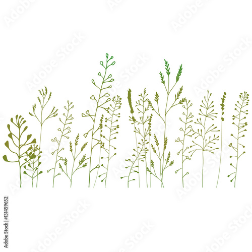 Floral background with meadow grasses, plants and flowers outlin
