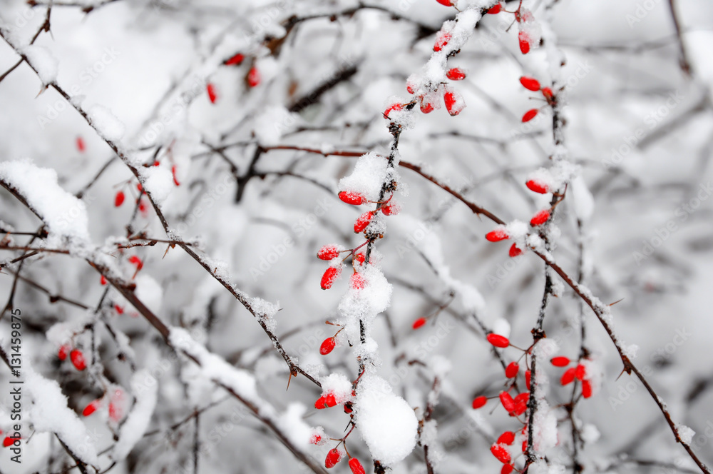 The Barberry bush with berries covered with snow The Barberry bush with berries covered with snow