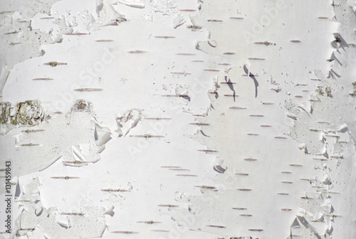 Fotografia, Obraz Bark of birch close up. Texture.