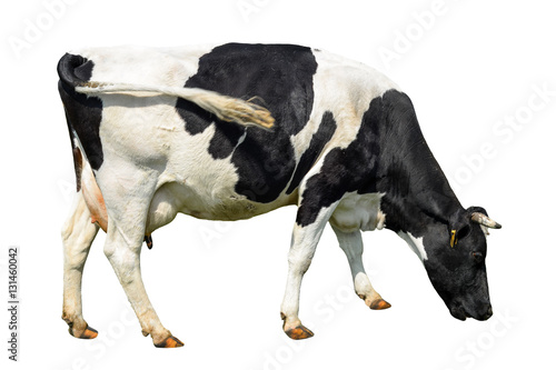 Funny cute cow isolated on white. Talking black and white cow. Funny curious cow. Farm animals. Cow, standing full-length in front of white background, Pet cow on white.