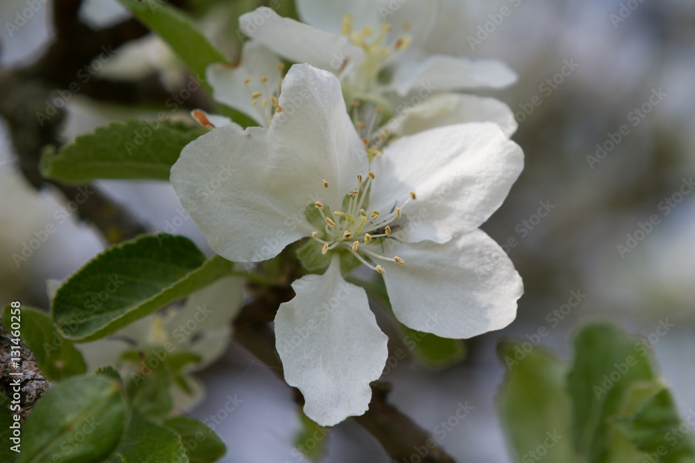 Obraz premium apple flower