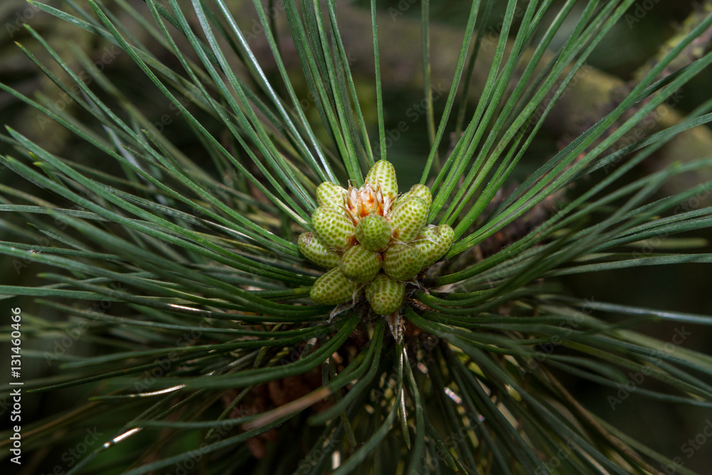 pine tree pine tree