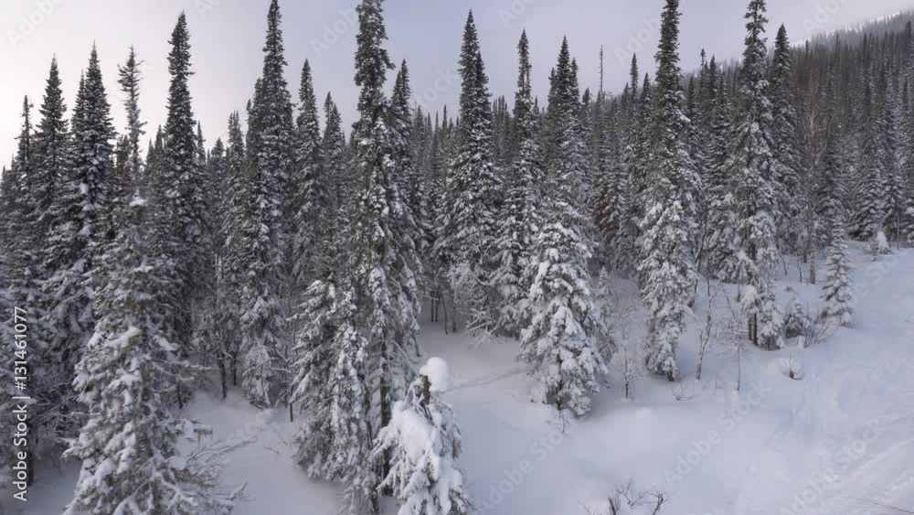Snow-covered frozen trees at the top of snow mountain. Panoramic view from funicular cab to winter hills and slopes with ski tracks in frosty day Snow-covered frozen trees at the top of snow mountain. Panoramic view from funicular cab to winter hills and slopes with ski tracks in frosty day