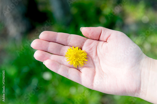 Yellow flower between fingers of the hand. Hygiene and hand care. Heromantiya. Guessing on the arm.