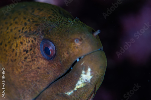 Giant Moray Eel Face